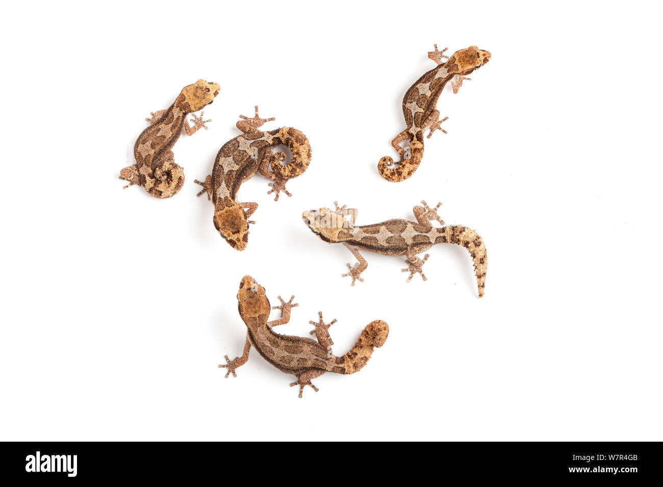Grandidier der Geckos (Paroedura androyensis) gegen den weißen Hintergrund. Madagaskar. Stockfoto