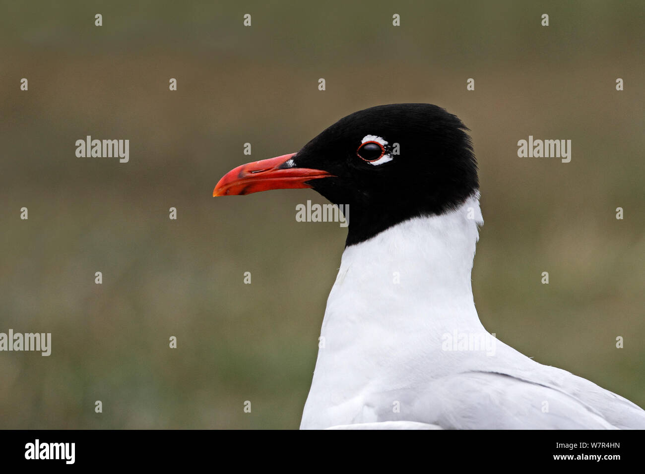 Mediterrane Möwe (Larus melanocephalus/Ichthyaetus) in der Nähe der Leiter nach Anglesey, Wales, Großbritannien, Juli Stockfoto