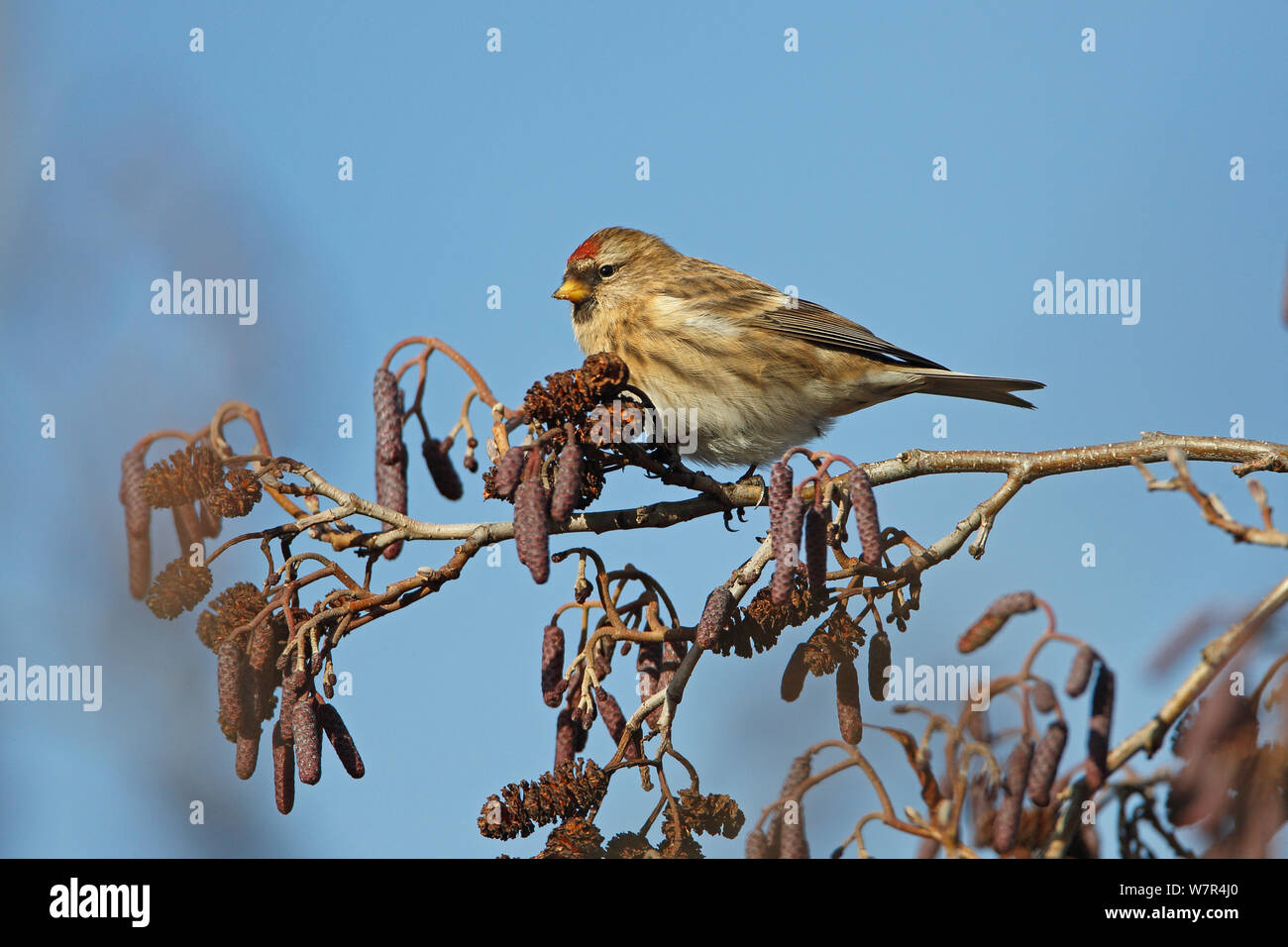 Weibliche weniger Redpoll (Carduelis flammea Cabaret) auf Erle (Alnus glutinosa) Palmkätzchen im Winter, North Wales, UK, Januar Stockfoto
