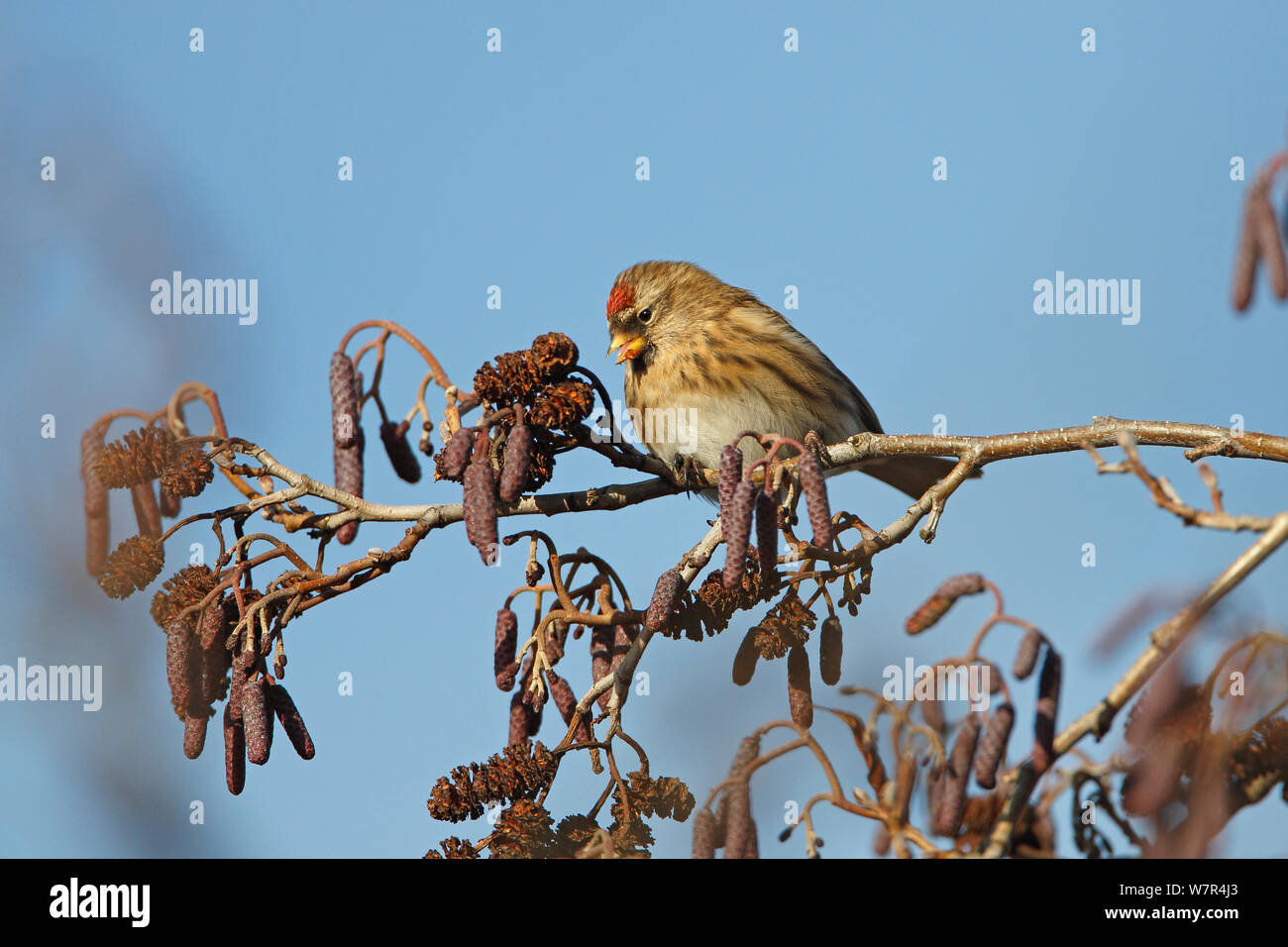 Weibliche weniger Redpoll (Carduelis flammea Cabaret) auf Erle (Alnus glutinosa) Palmkätzchen im Winter, North Wales, UK, Januar Stockfoto