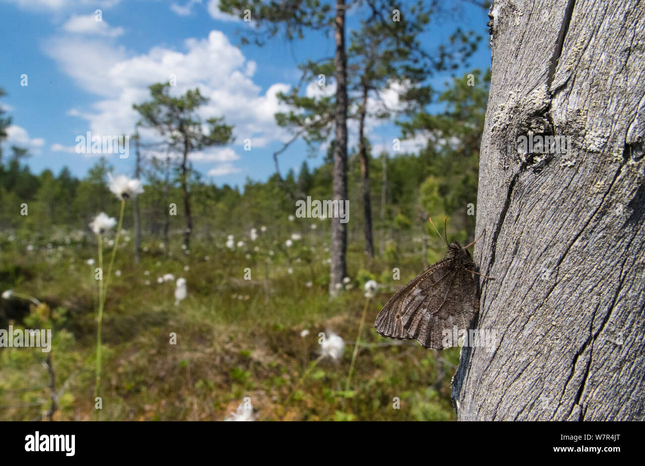 Ostsee Äsche Schmetterling (Oeneis Jutta) in Habitat, Finnland, Juni Stockfoto