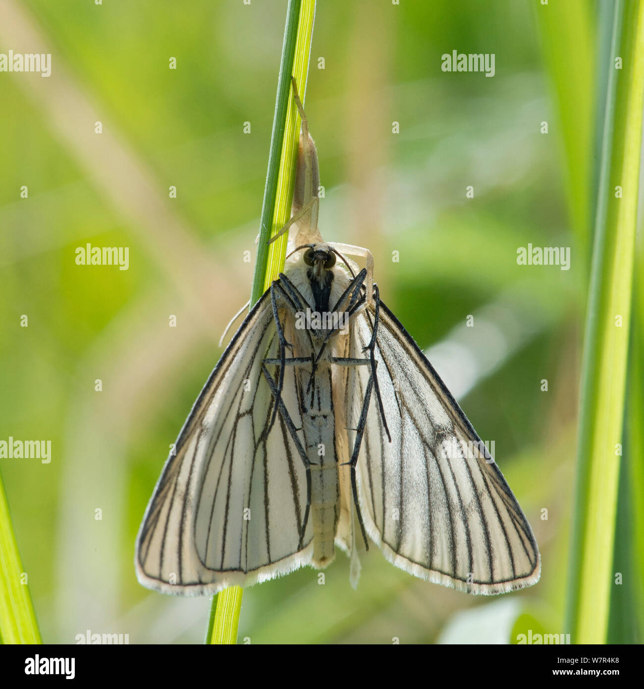 Schwarz geäderten Motte (siona Lineata) durch eine Spinne, Finnland gefangen, Juni Stockfoto