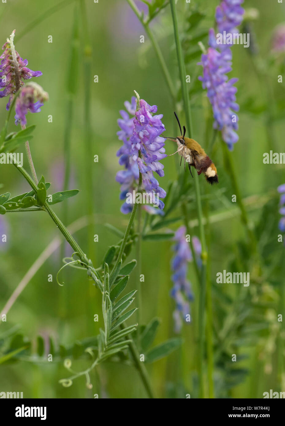 Breite - Biene Hawk-moth (Hemaris fuciformis) Fütterung auf vetch Nektar, Finnland, Juni Stockfoto