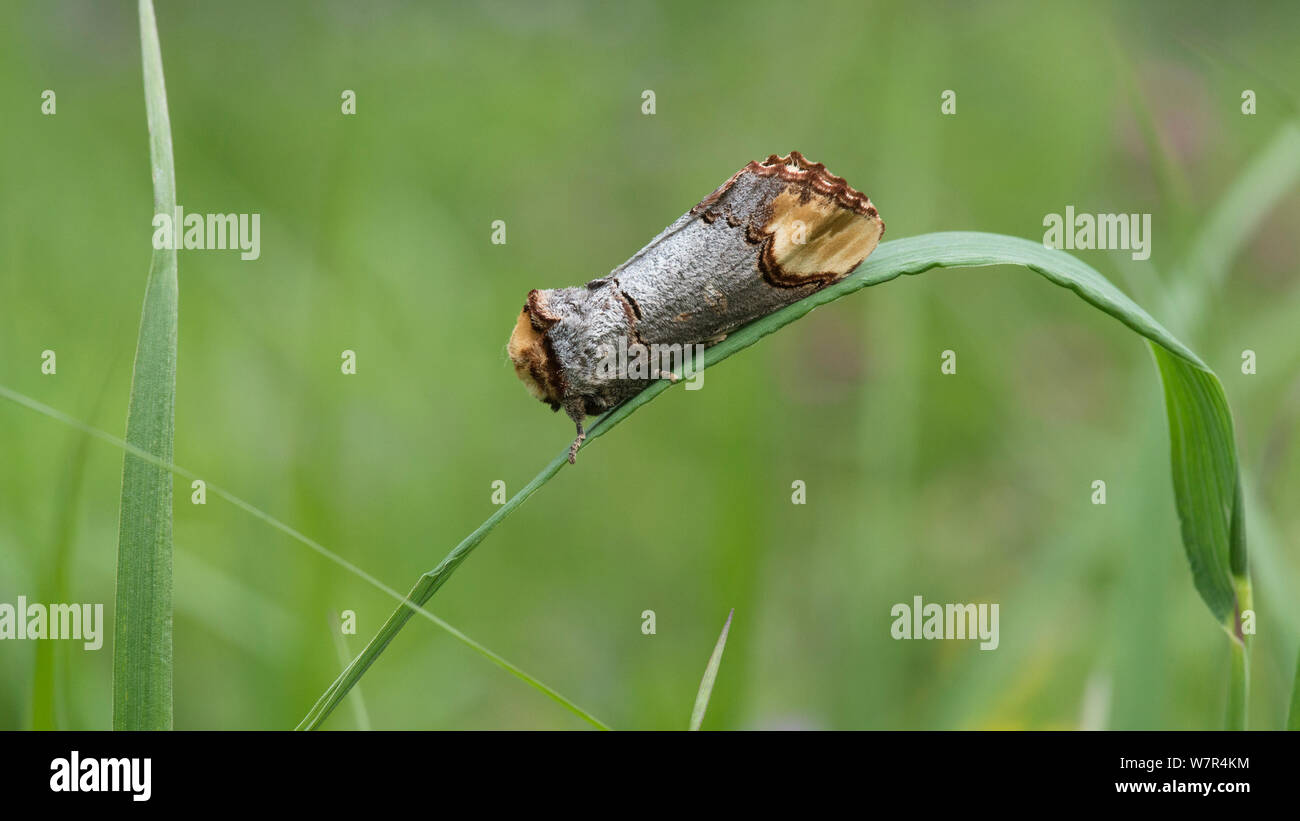 Buff-tipp Motte (Phalera bucephala) auf Blatt, Finnland ruht, Juni Stockfoto
