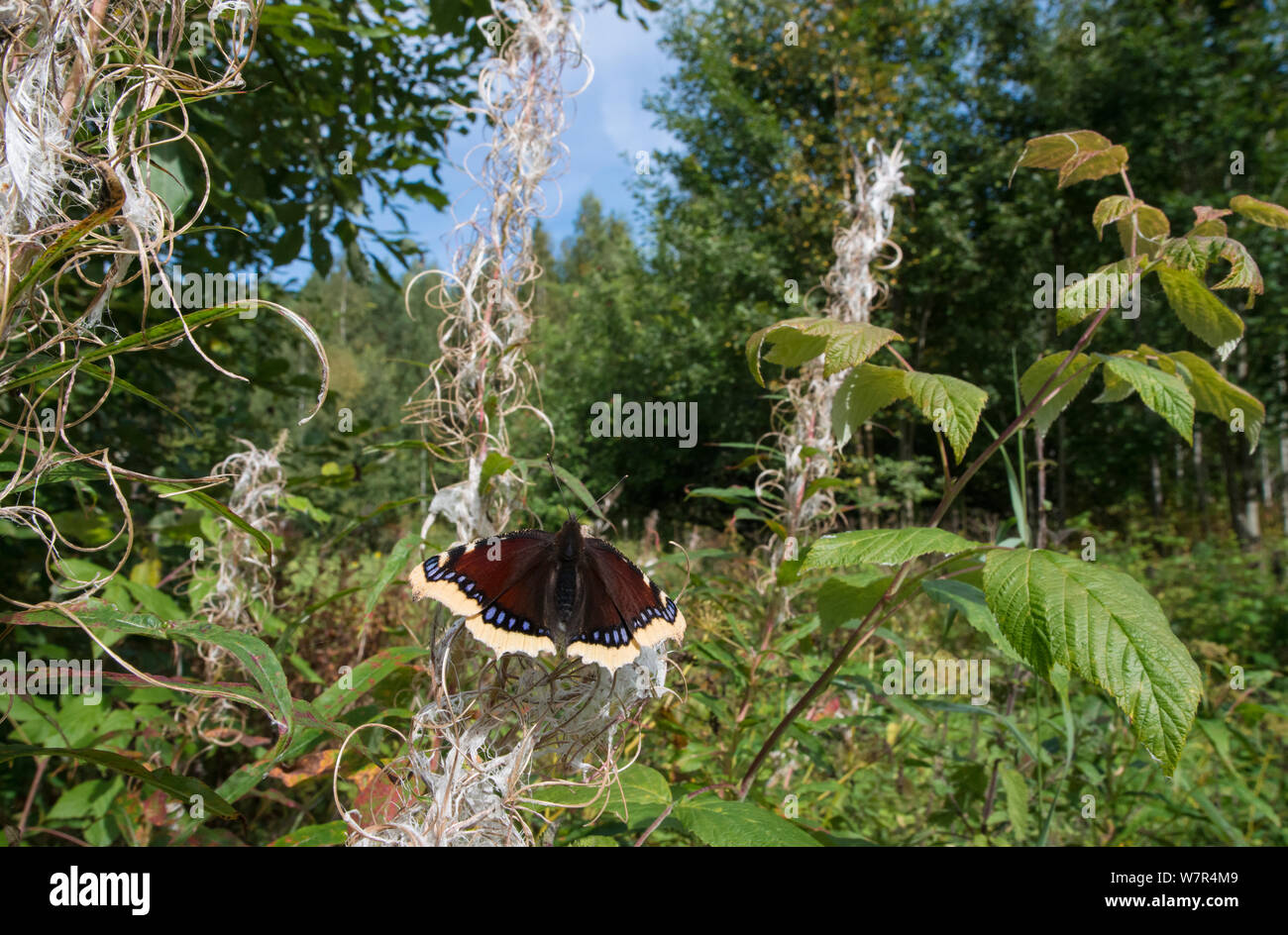Camberwell Beauty (Nymphalis antiopa) auf Rosebay Weidenröschen (Chamerion angustifolium), September Stockfoto