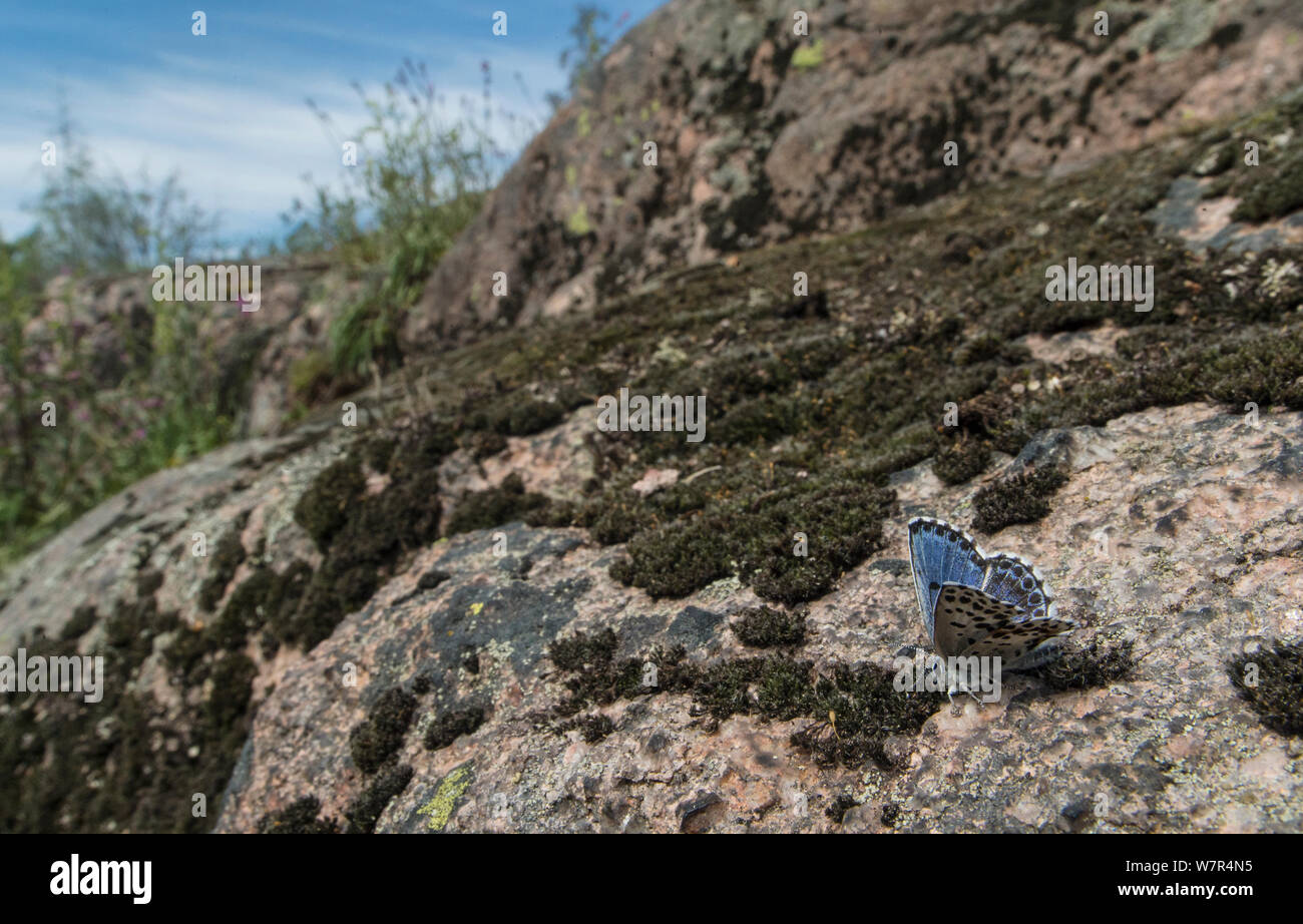 Kariert blauer Schmetterling (Scolitantides Orion) in Habitat, Finnland, kann Stockfoto