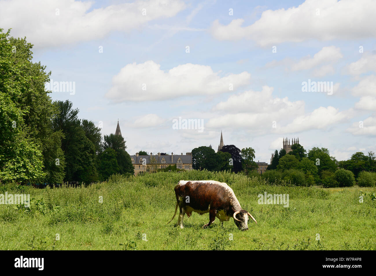 England, Oxford, Christus Kirche, Longhorn Rinder auf Christus Kirche Wiese. Stockfoto