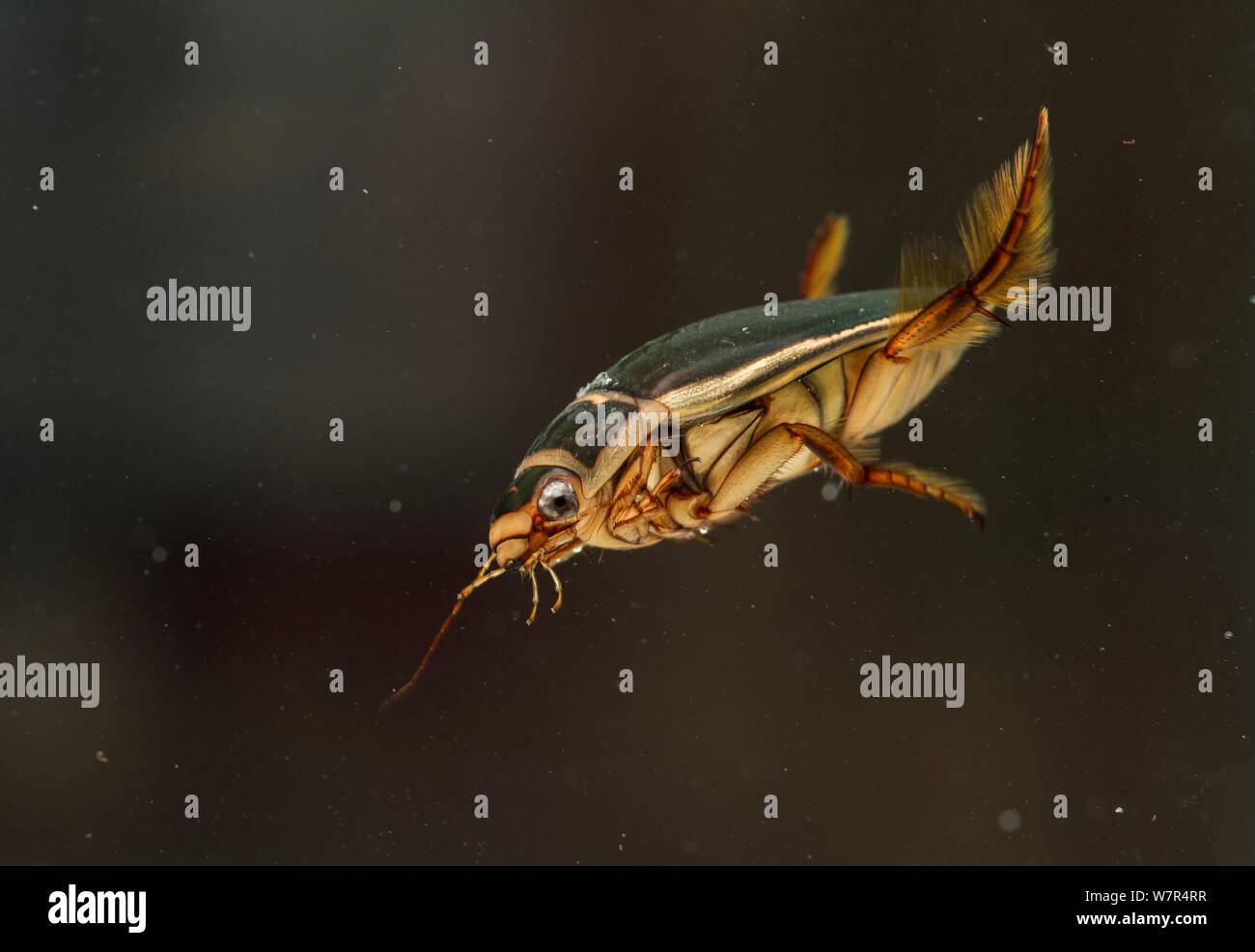 Tolles Tauchen Käfer (Dytiscus) Unterwasser, Finnland, Oktober Stockfoto