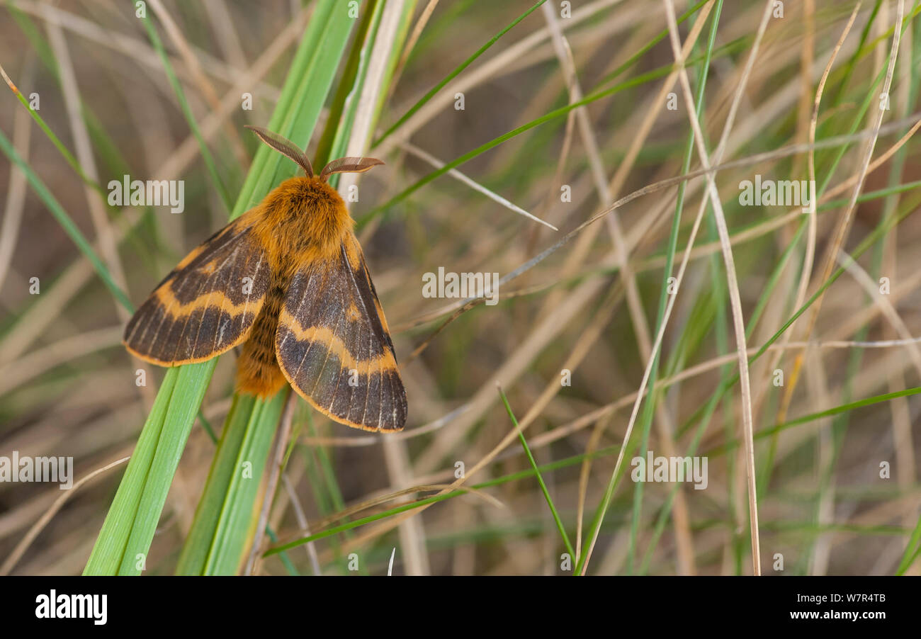Motte (Lemonia dumi) Männchen auf dem Grashalm, Finnland, Oktober Stockfoto