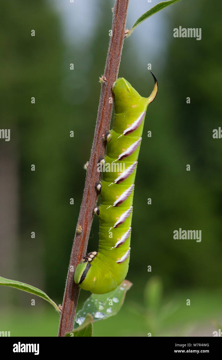 Priwet Hawk-Moth (Sphinx ligustri) Caterpillar, Finnland, August Stockfoto