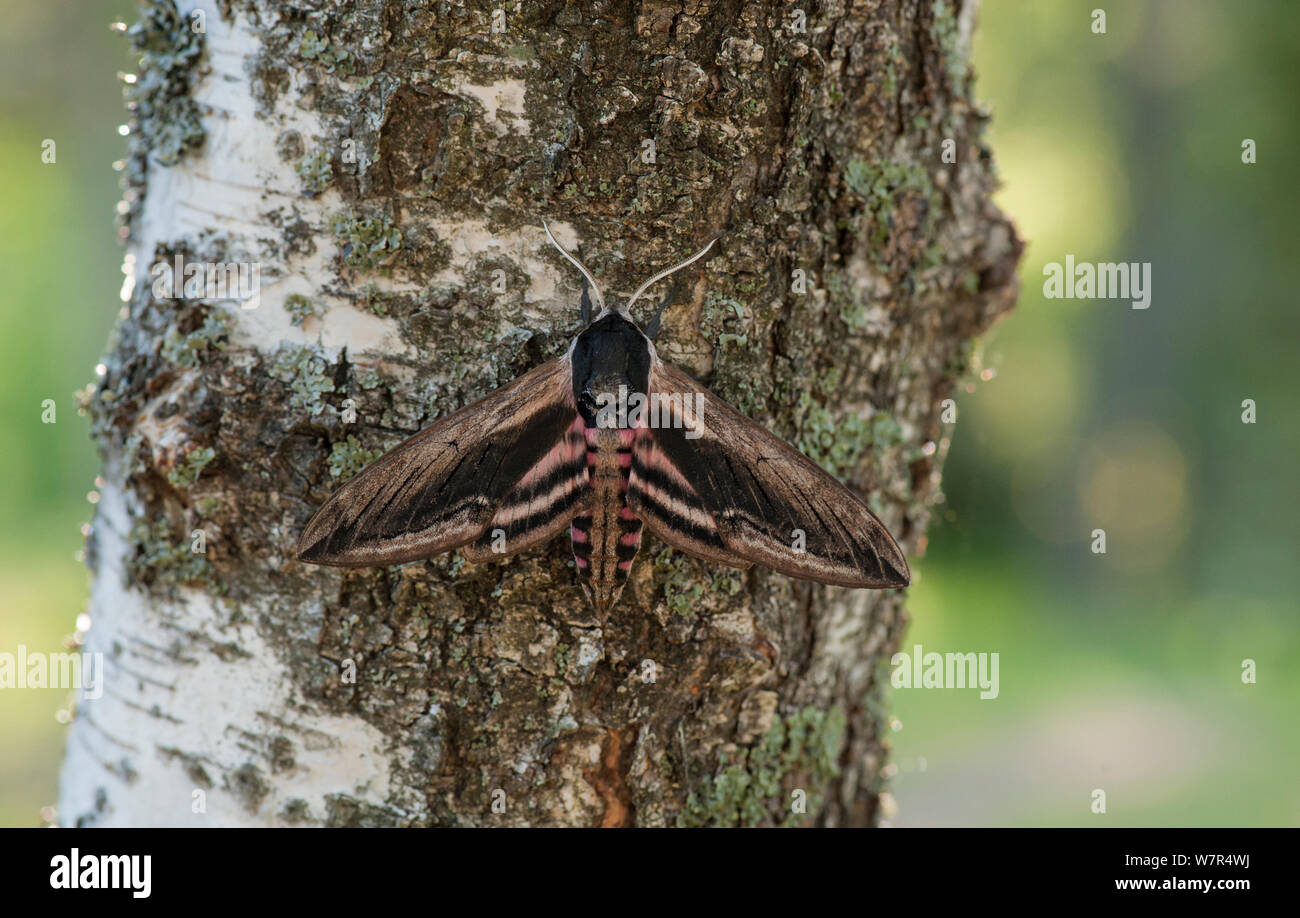 Priwet Hawk-Moth (Sphinx ligustri) ruht auf Baum, Finnland, Juni Stockfoto