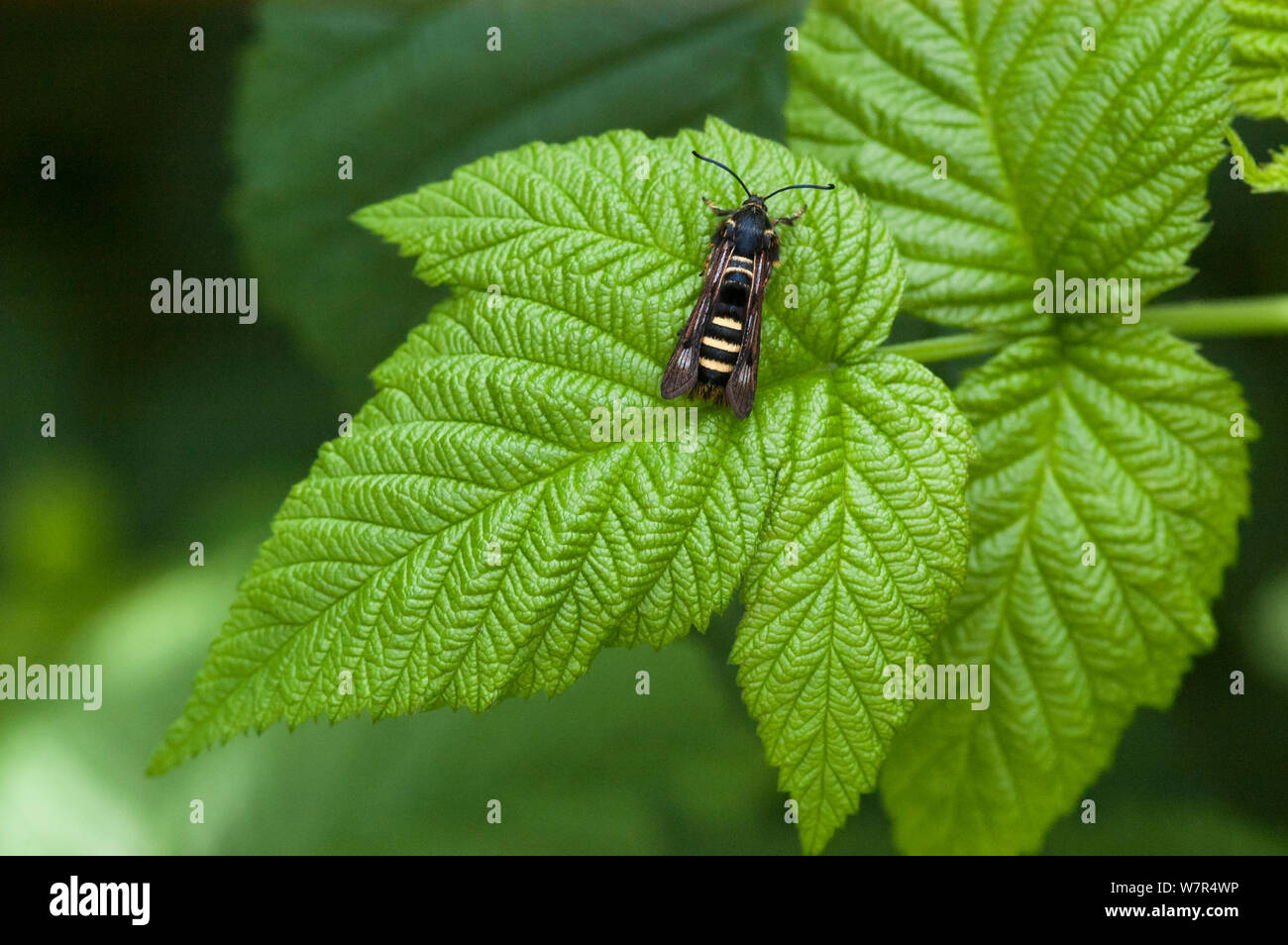 Himbeere Clearwing (Pennisetia hylaeiformis) Wasp nachahmen, Finnland, Juli Stockfoto