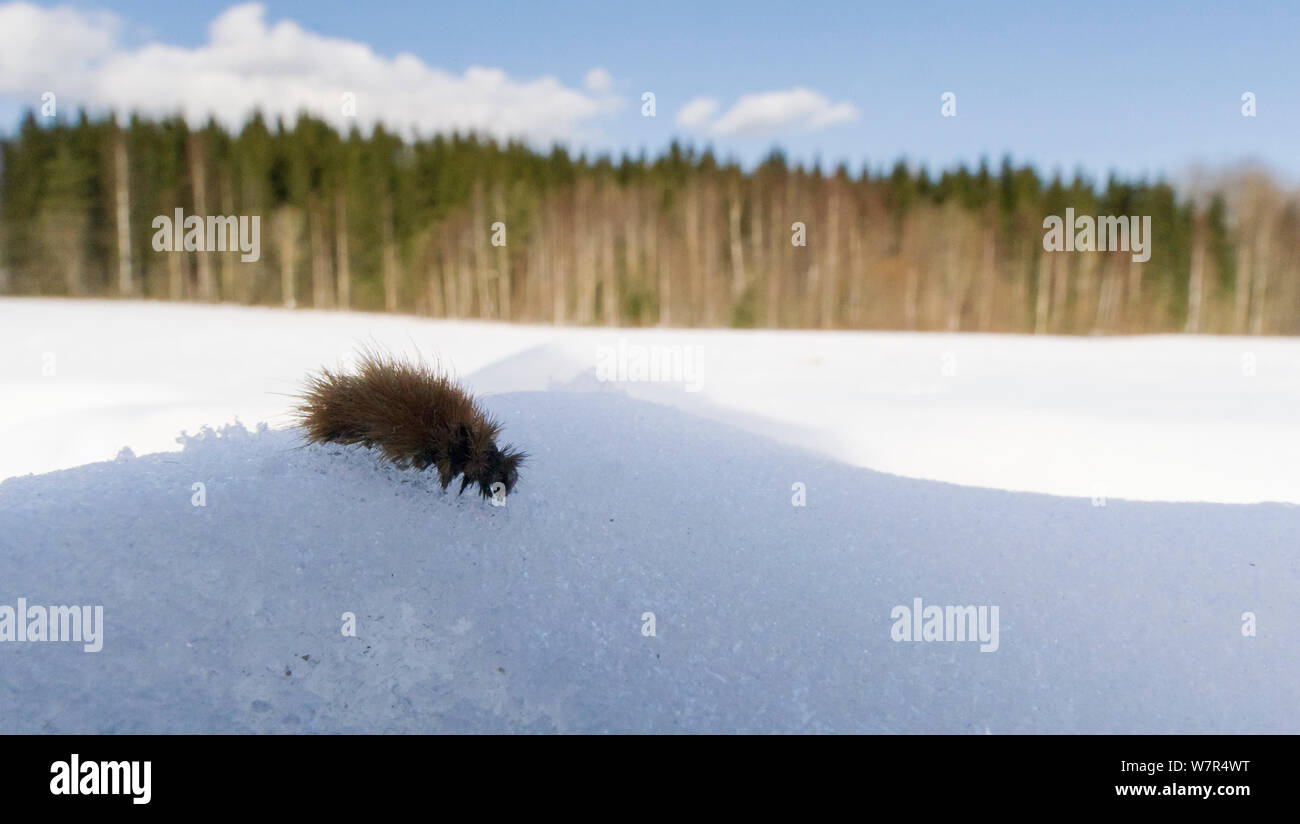 Ruby Tiger Moth (Phragmatobia fuliginosa) Caterpillar auf Schnee im Frühjahr, Finnland, April Stockfoto