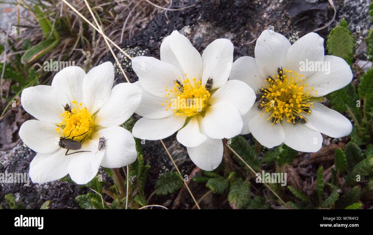 Motten (Tinagma dryadis) auf dem Berg Avens (Dryas octopetala) Finnland, Juli Stockfoto