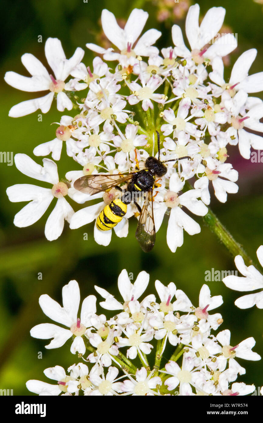 Digger Wasp (Cerceris rybyensis) auf scharfkraut, Lewisham, London, Juni Stockfoto