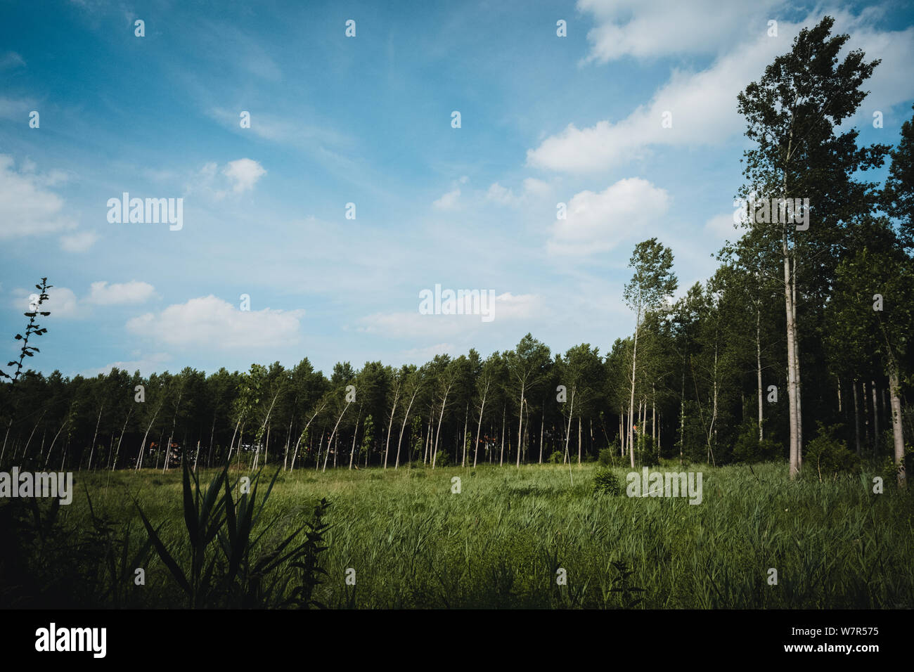 Wand von Bäumen Stockfoto