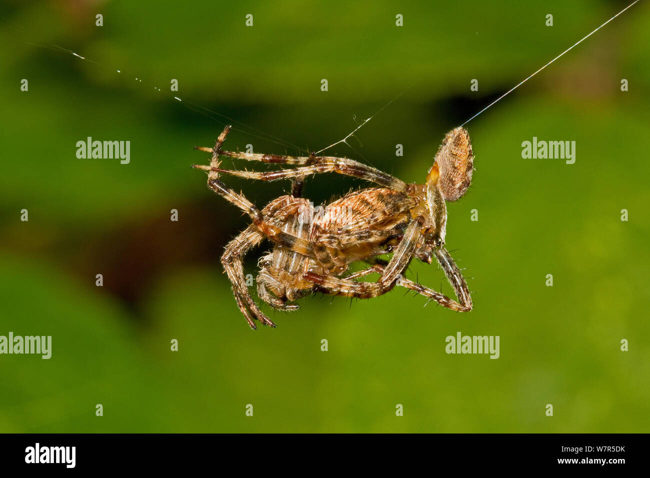 Spiders Mating Stockfotos & Spiders Mating Bilder Alamy