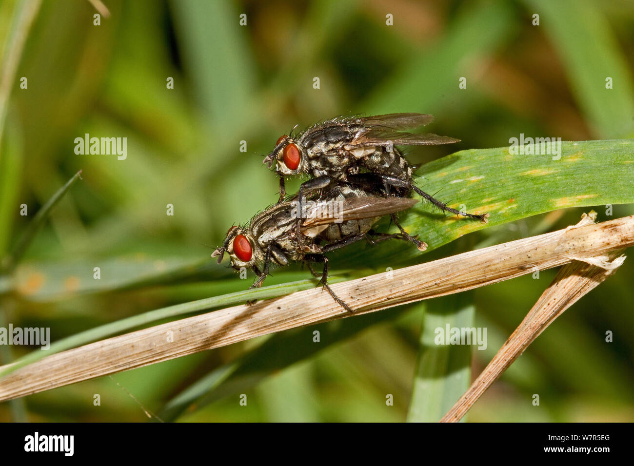 Fleisch - fliegt Paarung (Sarcophaga sp) Lewisham, London, September Stockfoto