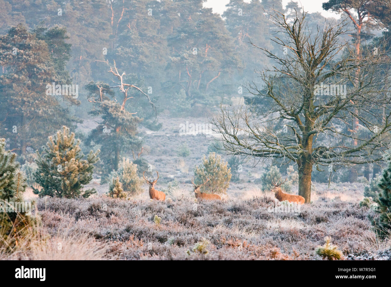 Red Deer (Cervus elaphus) im Winter Landschaft Deelerwoud finden, Veluwe, Niederlande, Dezember 2008 Stockfoto