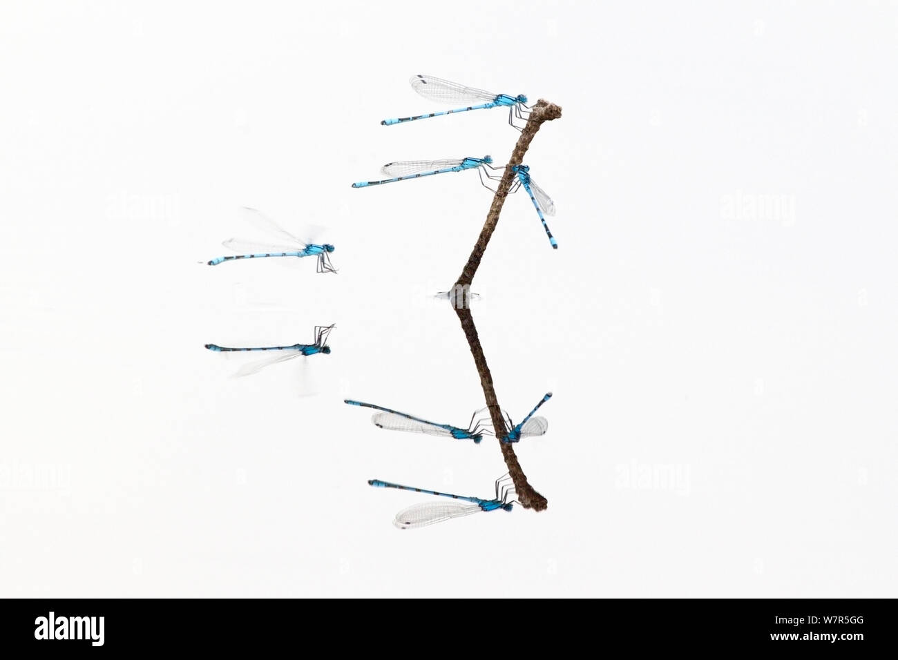 Gemeinsame blau damselflies (Enallagma cyathigerum) fliegt über das Wasser auf die Pflanzen stammen, zu Ruhe, in einem fen, Hondeven, Holland, Juli Stockfoto