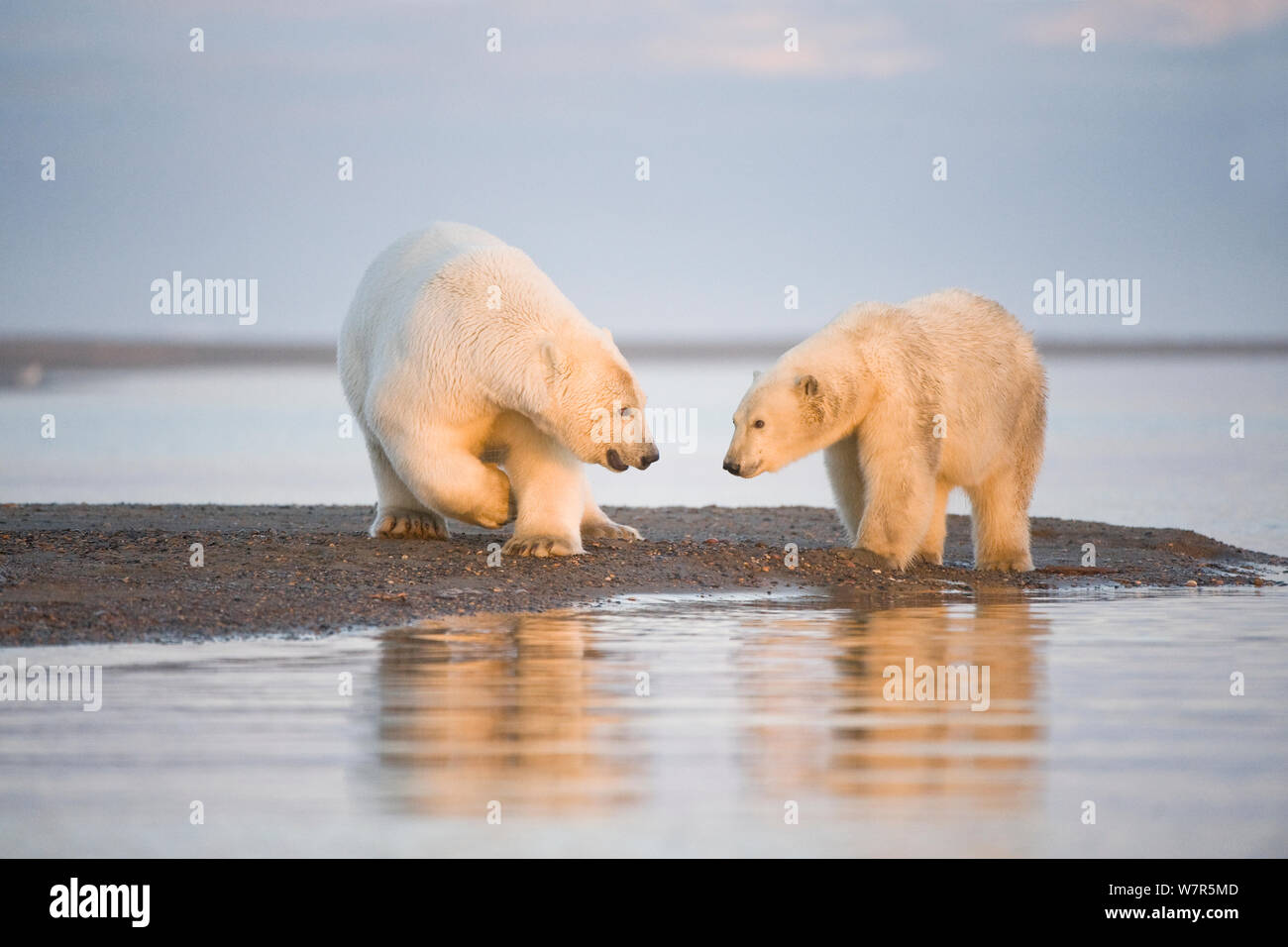 Eisbär (Ursus maritimus) 4-jährige und Jährling entlang Bernard Spit, 1002 Bereich des Arctic National Wildlife Refuge, Nordhang, Alaska, Beaufort Meer Stockfoto