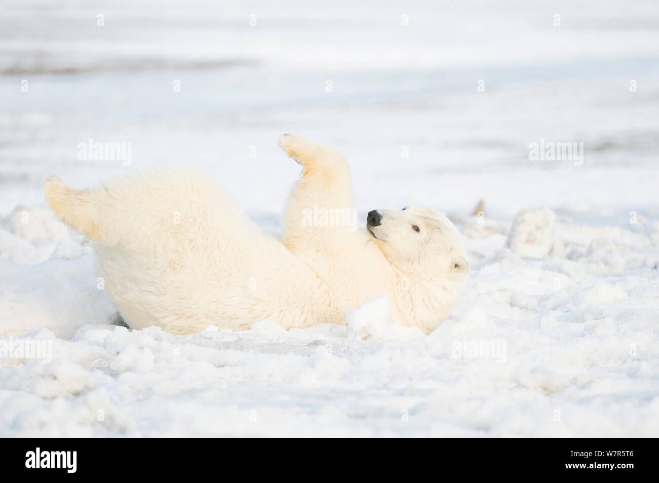 Eisbär (Ursus maritimus) juvenile Um auf Neu gebildete Packeis rollen, Beaufort Meer, aus der 1002 der Arctic National Wildlife Refuge, Nordhang, Alaska Stockfoto