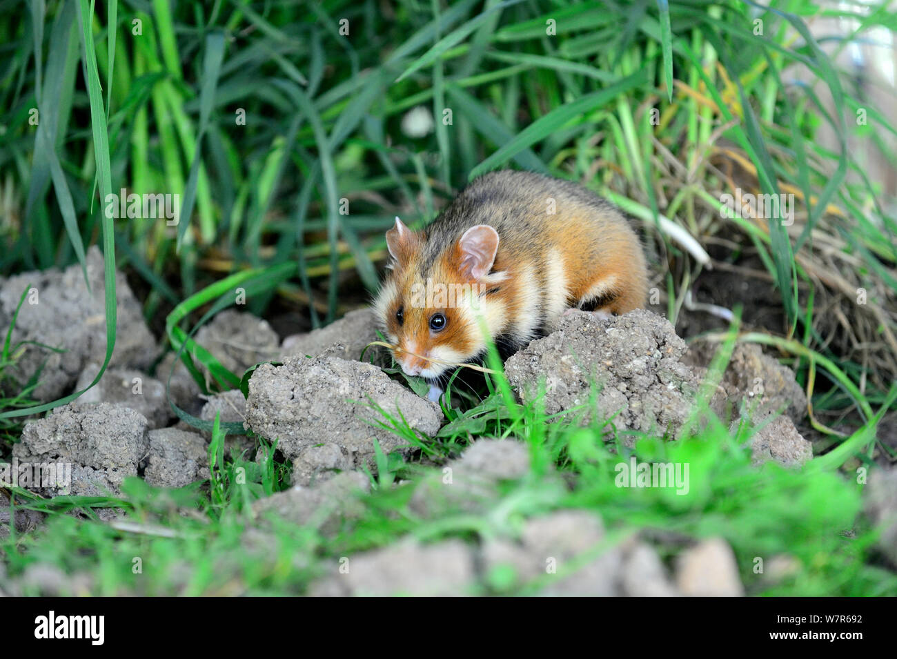 Gemeinsame Hamster (Cricetus cricetus) Nahrungssuche in einem Feld, Elsass, Frankreich, April, Captive Stockfoto