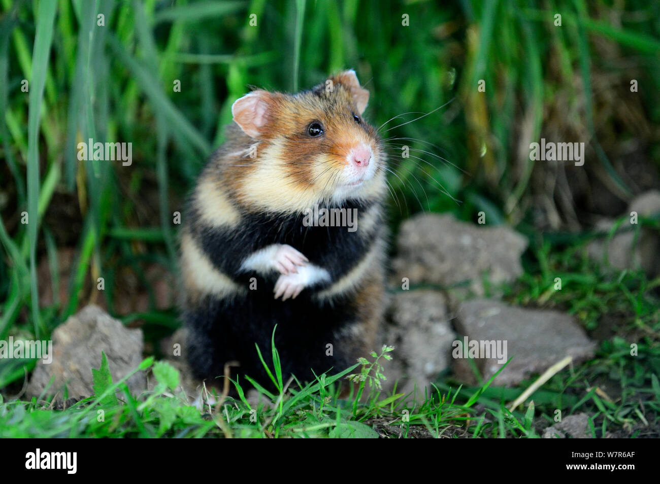 Porträt eines gemeinsamen Hamster (Cricetus Cricetus) Alsace, Frankreich, April, gefangen Stockfoto