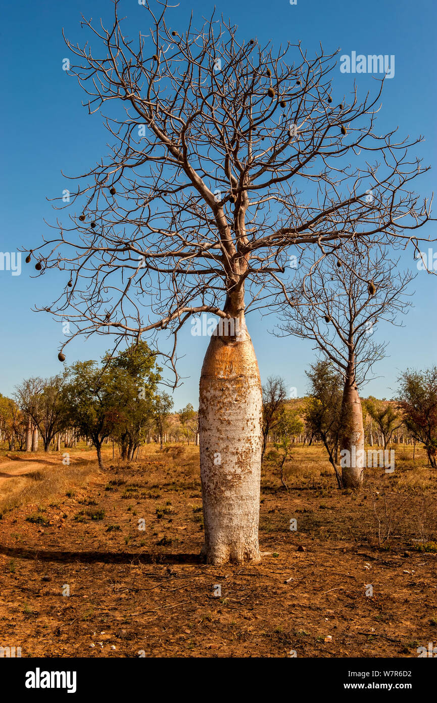 Boab Bäume (Adansonia gregorii) im Outback, Old Halls Creek, Parry Creek Farm Wyndham, Western Australia Stockfoto