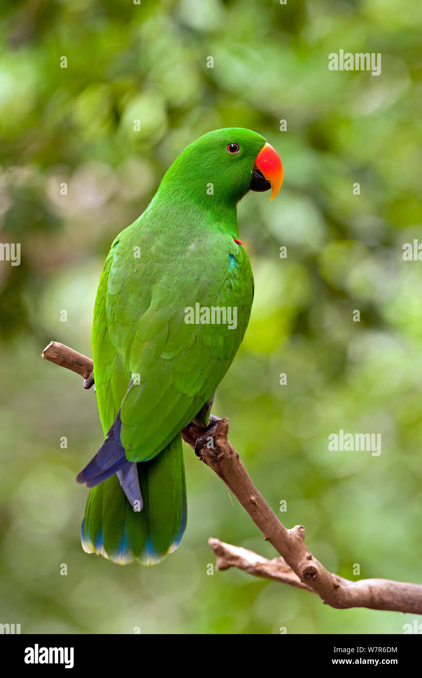 Papagei (Eclectus roratus polychloros Edlectus) männlich, auf Ast sitzend, Wildlife Habitat, Port Douglas, Queensland, Australien, Captive Stockfoto