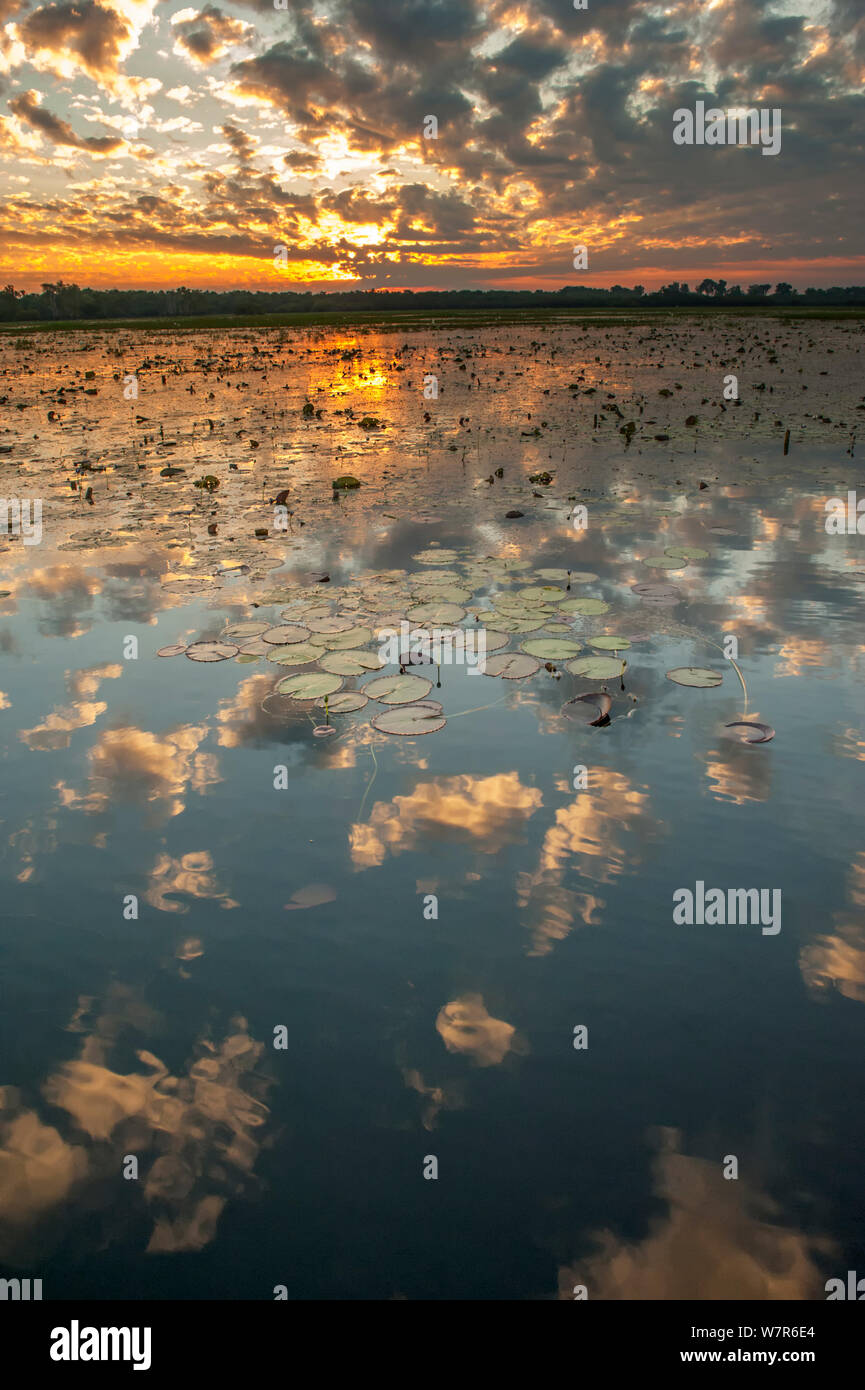 Yellow Waters mit Seerosen (Nymphaeacae) bei Sonnenuntergang, South Alligator River, Kakadu National Park, Northern Territory, Australien, Juni 2010 Stockfoto