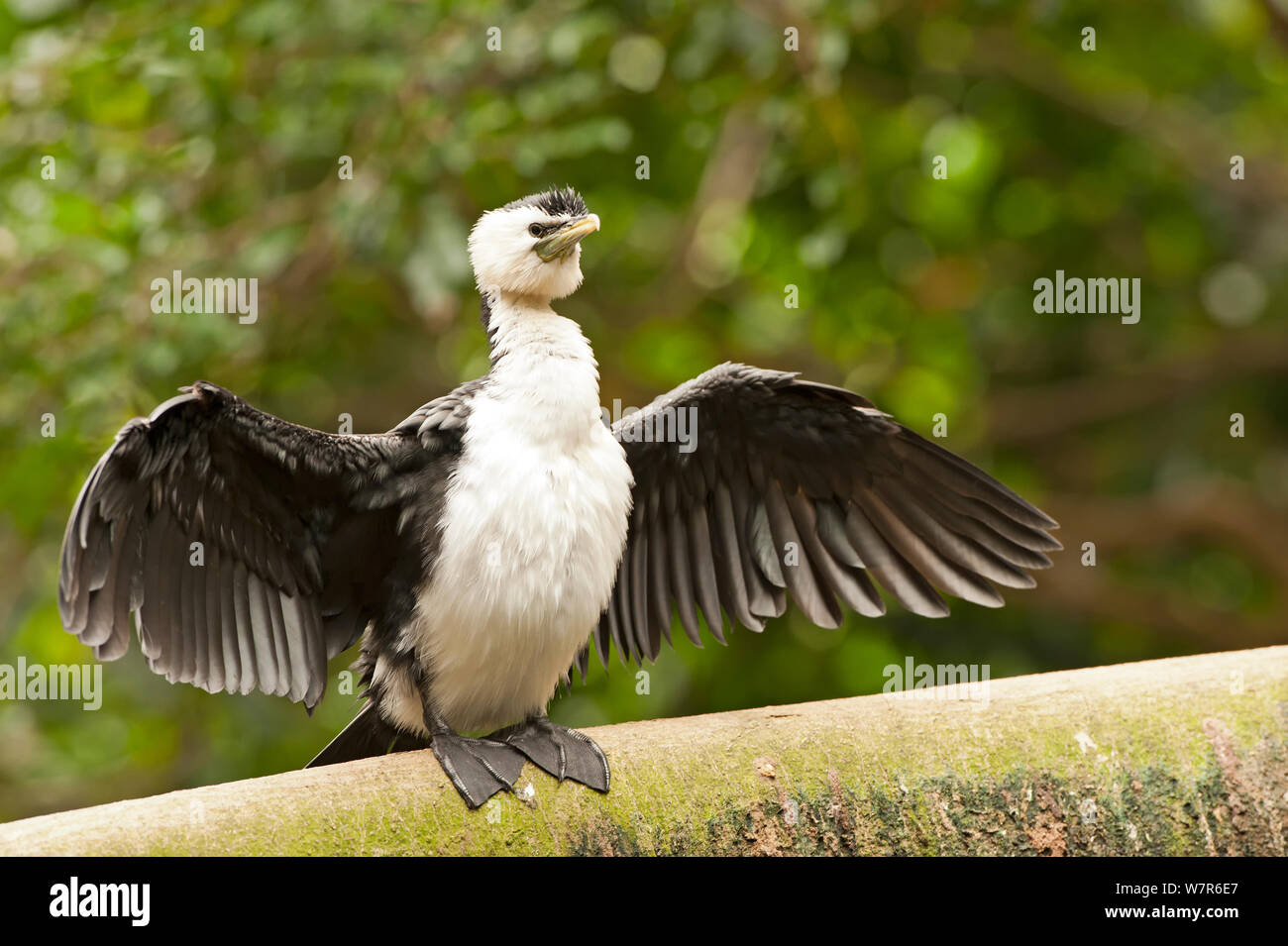 Wenig Pied Cormorant (Phalacrocorax melanoleucos) trocknen Flügel, Wildlife Habitat, Port Douglas, Queensland, Australien, Captive Stockfoto