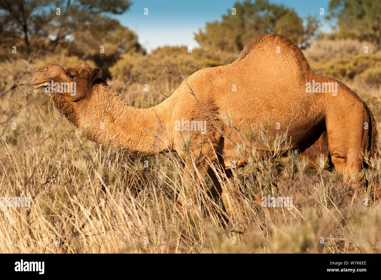 Dromedar Kamel (Camelus dromedarius) Wilder Mann, Uluru-Kata Tjuta National Park, Northern Territory, Australien Stockfoto