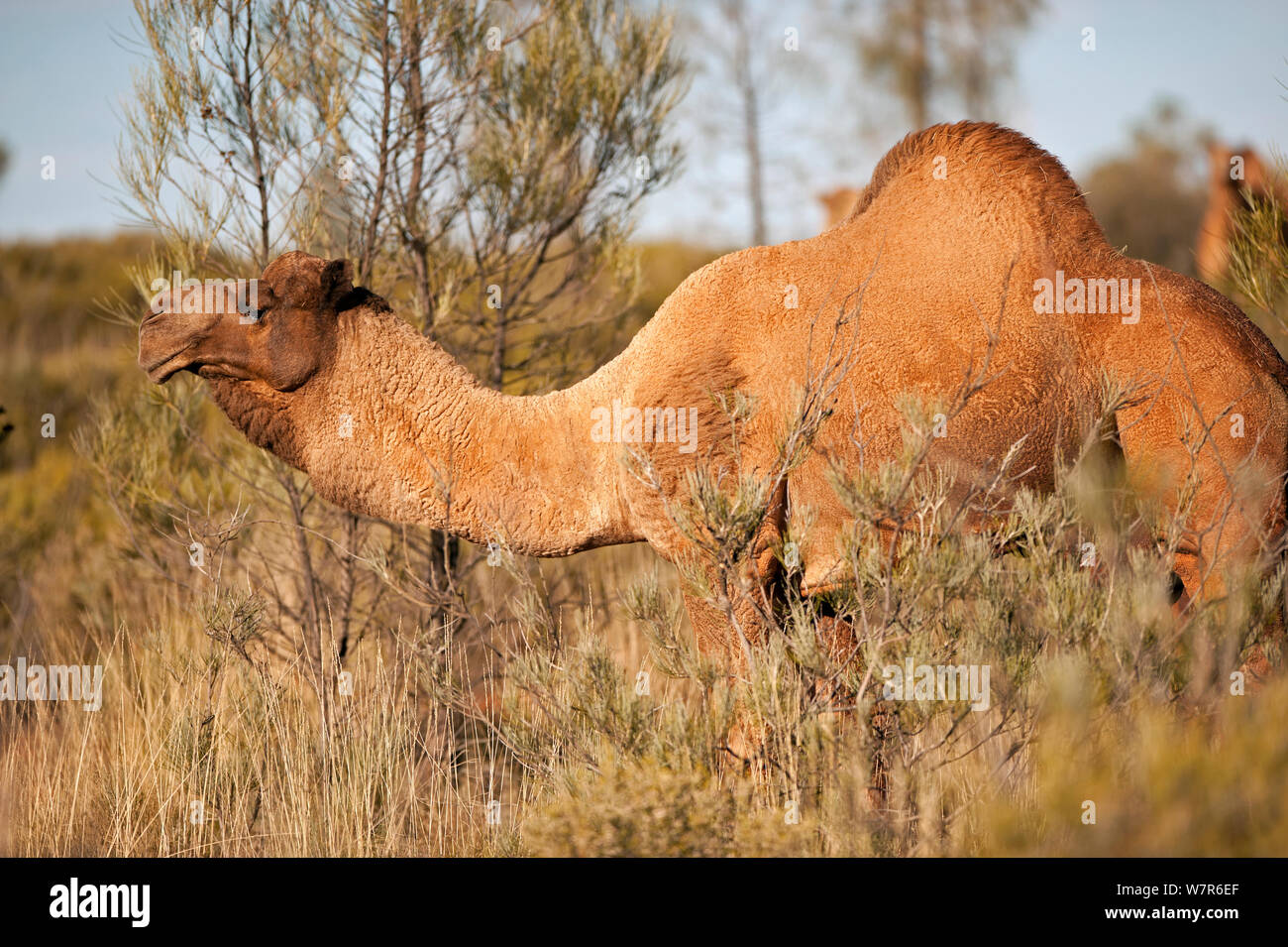 Dromedry Kamel (Camelus dromedarius) Wilder Mann, Uluru-Kata Tjuta National Park, Northern Territory, Australien Stockfoto