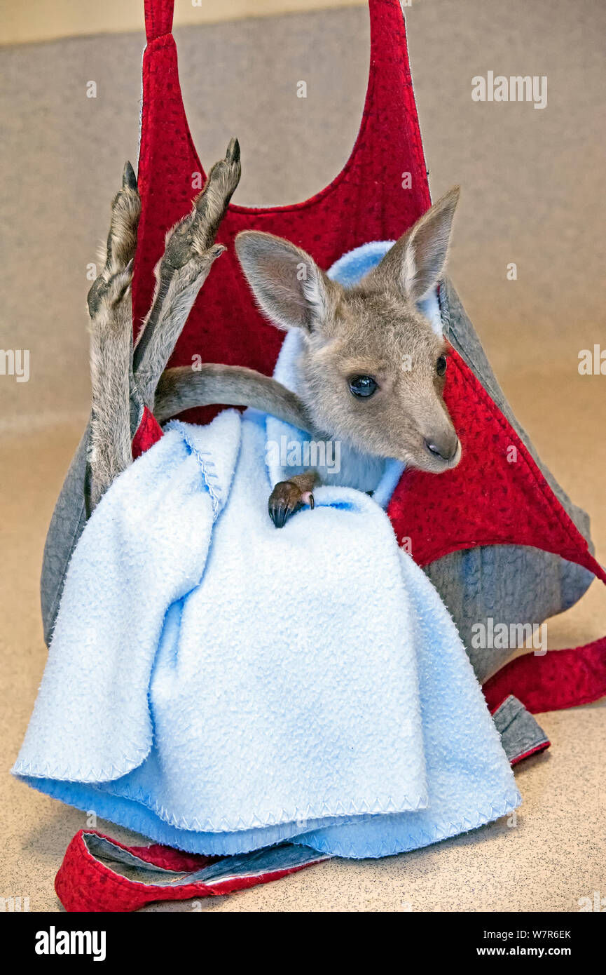 Eastern Grey Kangaroo (Macropus giganteus) orphan Joey in Pflege, Wildlife Habitat, Queensland, Australien, Captive Stockfoto