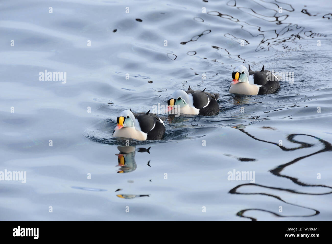 König Eiderente (Somateria californica) drei Männer schwimmen, Vardo Hafen, Nord Norwegen, März Stockfoto