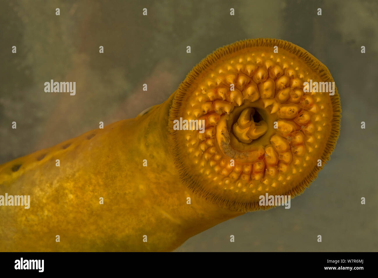 Meerneunauge (Petromyzon marinus) Nahaufnahme von mündlichen Disc, von Cayuga Lake, New York, in einem Aquarium genommen Stockfoto