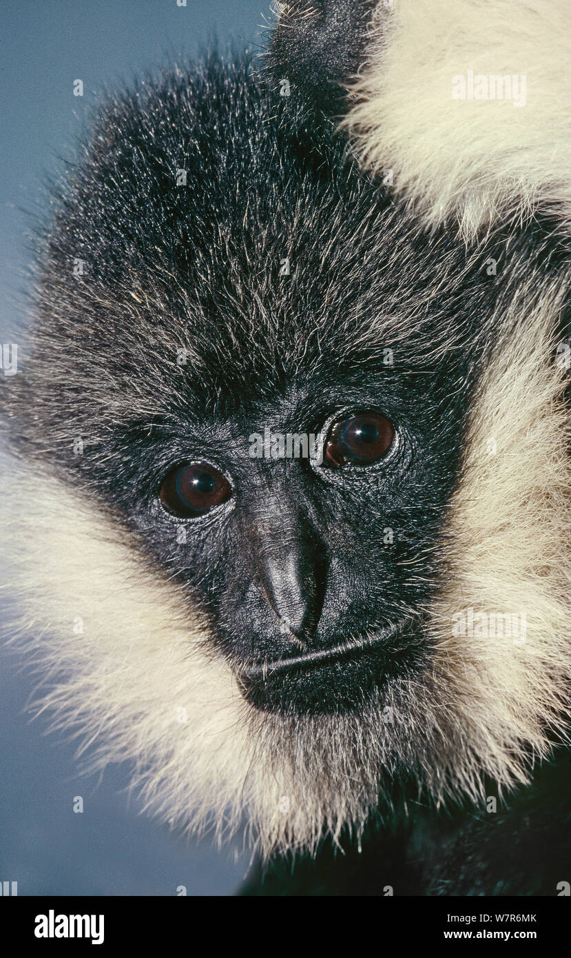 Männliche nördlichen Weißen ist Gibbon (Nomascus leucogenys) Teil der weiblichen sichtbar oben rechts, Northern Vietnam Crested. Kritisch gefährdet. Captive Stockfoto