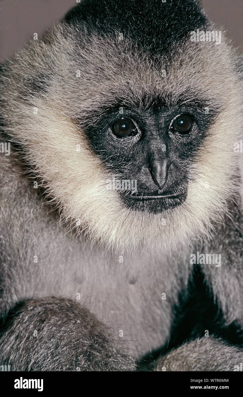 Junge weibliche nördlichen Weißen ist Crested Gibbon (Nomascus leucogenys) Northern Vietnam. Kritisch gefährdet. Captive Stockfoto