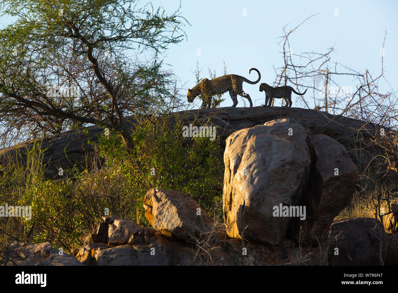 Leopard (Panthera pardus) Cub folgenden Mutter, Samburu National Reserve, Kenia Stockfoto