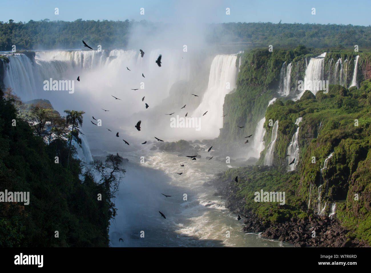 Aggregation/Herden von Schwarzen Geier (Coragyps atratus) Kreisen auf morgen Thermik bilden über Iguasu Wasserfälle, auf den Iguasu Fluss, Brasilien/Argentinien Grenze. Von der brasilianischen Seite der Fälle fotografiert. Bundesstaat Parana, Brasilien. September 2012 Stockfoto