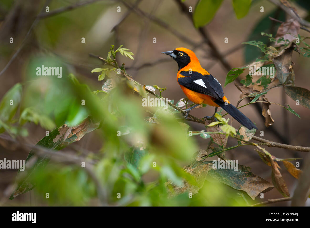 Orange-backed croconotus Troupial (Ikterus) in Bank - Seite Vegetation am Rand der Piquiri Fluss, Pantanal, Brasilien. Stockfoto