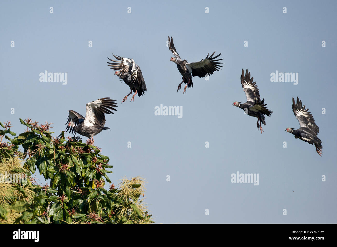 Südliche Screamer oder Crested Screamer (Chauna torquata) im Flug und Landung auf dem Fluss - Seite Baum. Taiama Ecological Reserve, Paraguay River, Western Pantanal, Brasilien. Digital Composite Stockfoto
