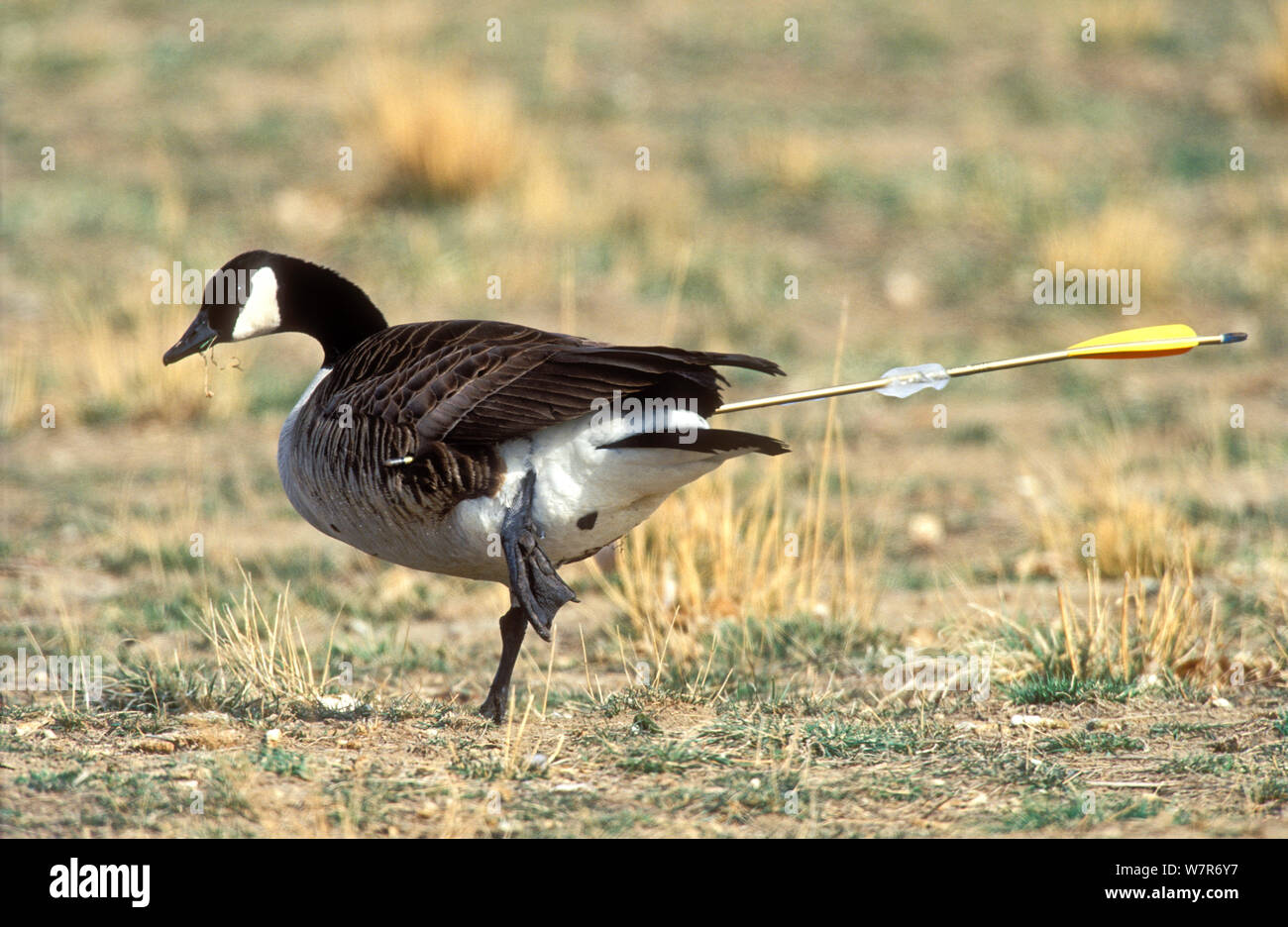 Kanadagans (Branta canadensis), mit Pfeil ragt aus der hinteren, Kolorado, März. Stockfoto