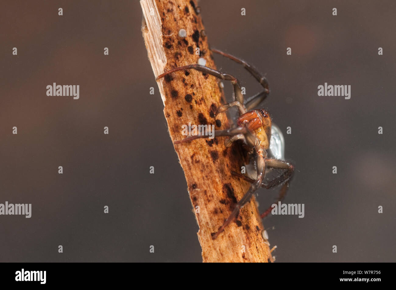 Wasser Spinne (Argyroneta Aquatica) mit Luftblase, Europa, Juli, kontrollierten Bedingungen. Stockfoto