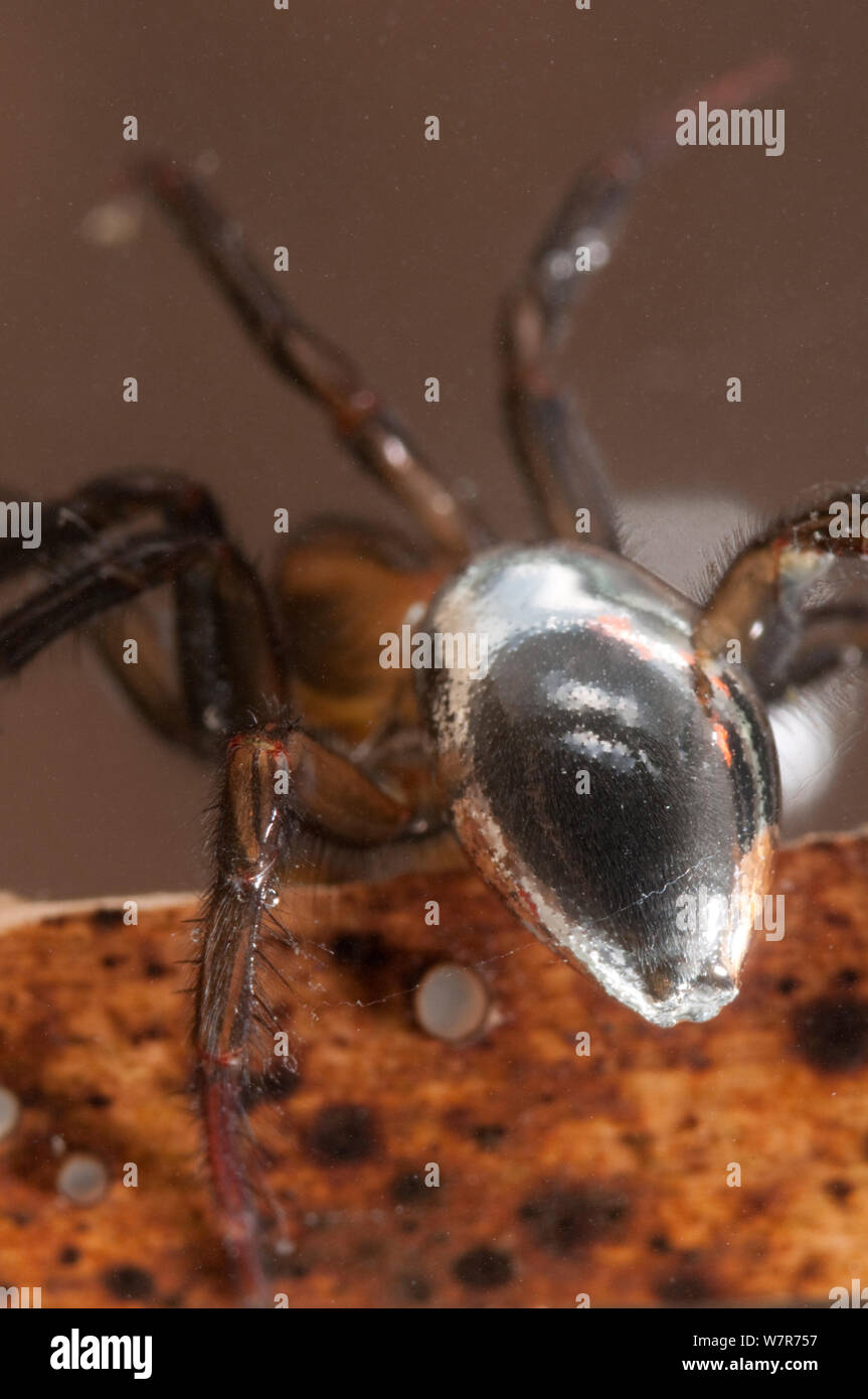 Wasser Spinne (Argyroneta Aquatica) Detail der Luftblase um seinen Bauch, Europa, Juli, kontrollierten Bedingungen. Stockfoto