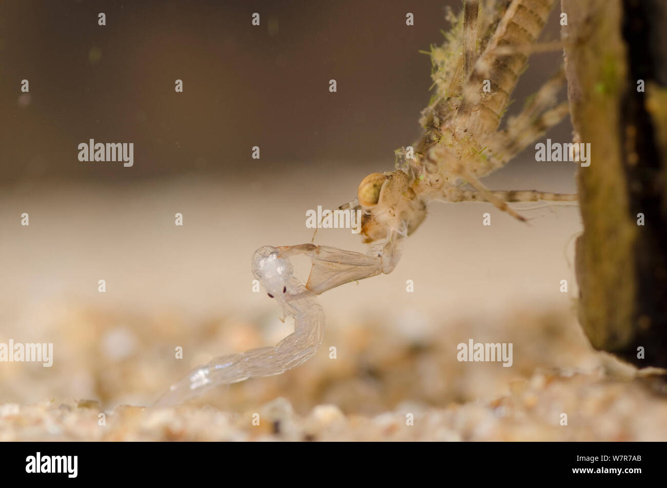 Große rote damselfly Nymphe (Pyrrhosoma nymphula) Jagd phantom midge Larva (Chaoborus flavicans) Europa, Oktober, kontrollierten Bedingungen. Stockfoto