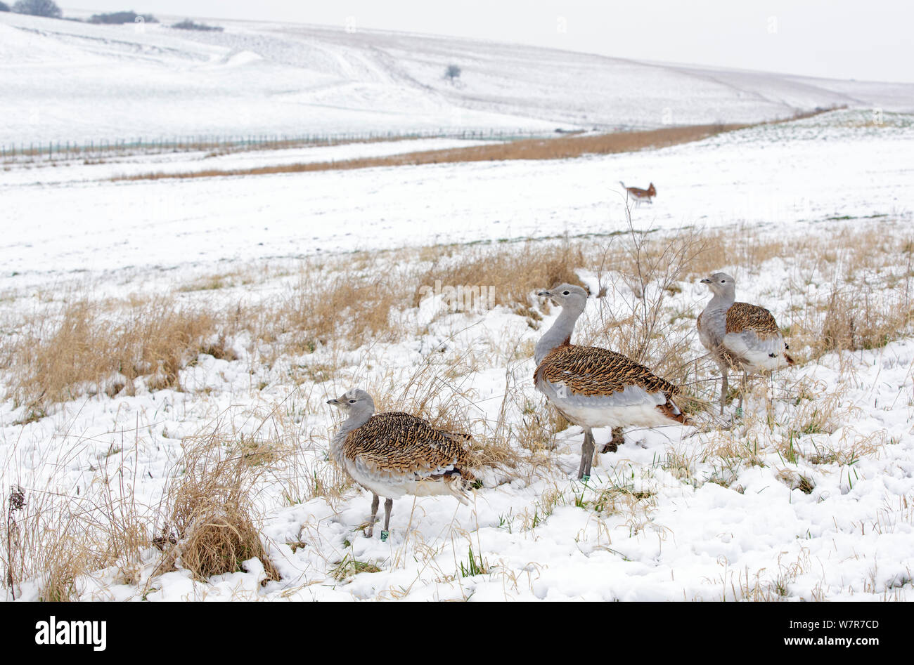 Große Trappen (Otis tarda) im Schnee auf Salisbury Plain, Teil einer Wiedereinführung Projekt mit Vögeln unter DEFRA Lizenz aus Russland importiert. Salisbury, Wiltshire, England. Januar. Stockfoto