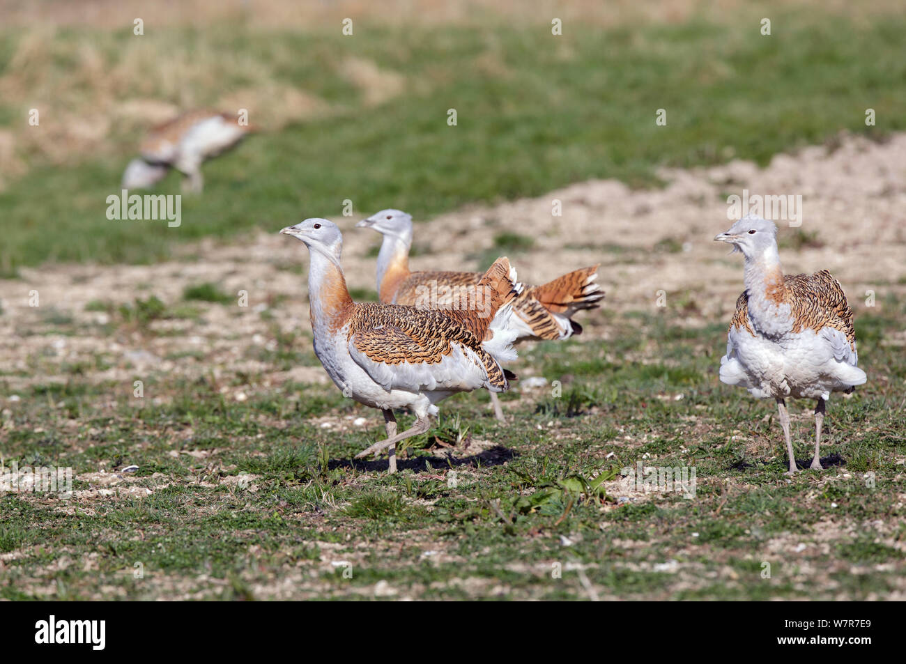 Großtrappe (Otis tarda) erwachsene Männchen in der Zucht Gefieder auf Salisbury Plain, Teil einer Wiedereinführung Projekt mit Vögeln unter DEFRA Lizenz aus Russland importiert. Salisbury, Wiltshire, England. Wing tags digital entfernt. Stockfoto