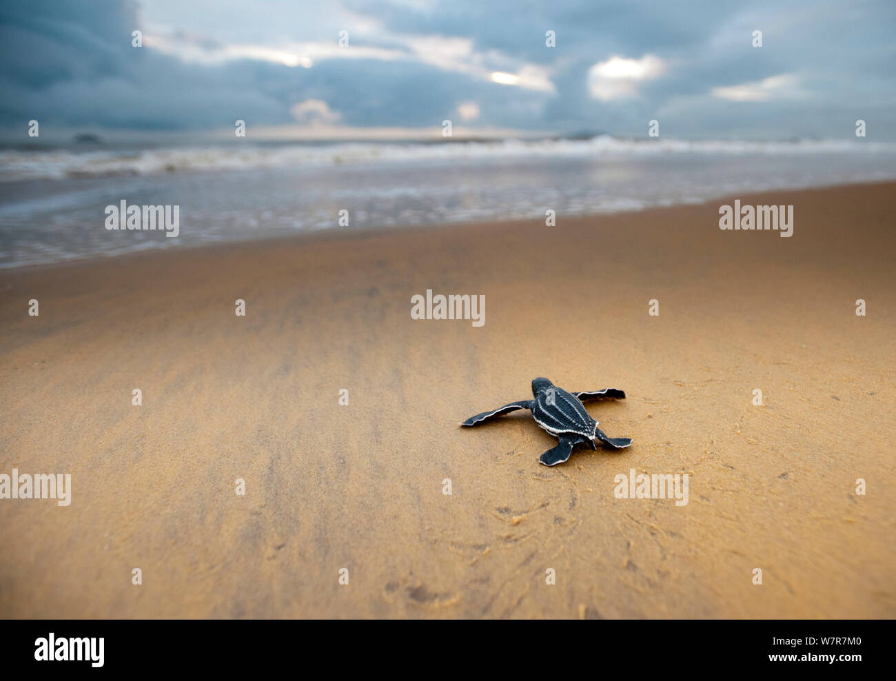 Hatchling" Lederschildkröte (dermochelys Coriacea) Strand in Richtung Meer, Cayenne, Französisch-Guayana, Juli Stockfoto